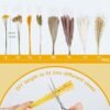 Sosayet Pampas Secas Decoracion, 100 Piezas Flores Secas Naturales 40-44 cm, Ramos de Flores Secas Naturales Decoración para el Hogar, Hierba de Pampa Esponjosas para Decoracion Boho Fiestas Bodas