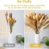 Sosayet Pampas Secas Decoracion, 100 Piezas Flores Secas Naturales 40-44 cm, Ramos de Flores Secas Naturales Decoración para el Hogar, Hierba de Pampa Esponjosas para Decoracion Boho Fiestas Bodas