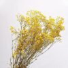 61Y4rG5Qw1S._AC_.jpg YIWOYI Ramo de flores secas naturales Gypsophila Paniculata preservadas para decoración del hogar y fiestas de boda (blanco, 30-40 cm, 30 g)