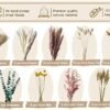 96 piezas de hierba de pampa, flores secas de 17.7 pulgadas, flores secas para jarrón con 9 estilos, decoración de hierba de pampa alta, hierba pomposa, hierba de pampa seca, ramo de flores secas,