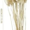 Pampas Secas Decoracion, Hierba Natural de la Pampa Seca Flores Secas Naturales Deco DIY Ramo de Flores secas para decoración Boho en jarrón de arreglo, hogar, Sala de Estar, Cocina o Boda (C-50)