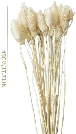 Pampas Secas Decoracion, Hierba Natural de la Pampa Seca Flores Secas Naturales Deco DIY Ramo de Flores secas para decoración Boho en jarrón de arreglo, hogar, Sala de Estar, Cocina o Boda (C-50)