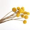 XIZHI 30 tallos de flores secas naturales de Craspedia de 2,5 a 4 cm de diámetro, ramo de bolas de botones amarillos, ramo de flores secas naturales para arreglos florales y decoración del hogar