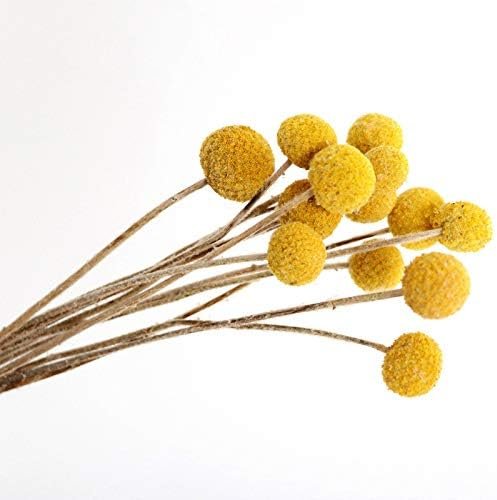 XIZHI 30 tallos de flores secas naturales de Craspedia de 2,5 a 4 cm de diámetro, ramo de bolas de botones amarillos, ramo de flores secas naturales para arreglos florales y decoración del hogar