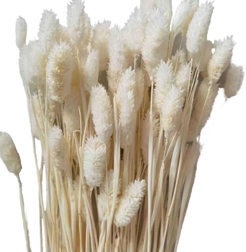 Pampas Secas Decoracion, Hierba Natural de la Pampa Seca Flores Secas Naturales Deco DIY Ramo de Flores secas para decoración Boho en jarrón de arreglo, hogar, Sala de Estar, Cocina o Boda (C-50)