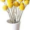 XIZHI 30 tallos de flores secas naturales de Craspedia de 2,5 a 4 cm de diámetro, ramo de bolas de botones amarillos, ramo de flores secas naturales para arreglos florales y decoración del hogar