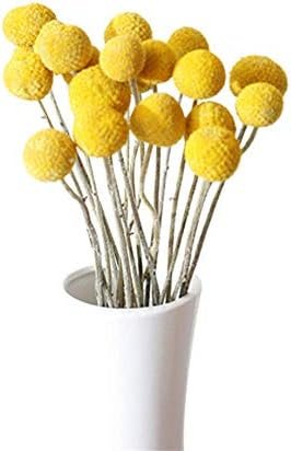 XIZHI 30 tallos de flores secas naturales de Craspedia de 2,5 a 4 cm de diámetro, ramo de bolas de botones amarillos, ramo de flores secas naturales para arreglos florales y decoración del hogar