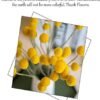XIZHI 30 tallos de flores secas naturales de Craspedia de 2,5 a 4 cm de diámetro, ramo de bolas de botones amarillos, ramo de flores secas naturales para arreglos florales y decoración del hogar