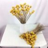 XIZHI 30 tallos de flores secas naturales de Craspedia de 2,5 a 4 cm de diámetro, ramo de bolas de botones amarillos, ramo de flores secas naturales para arreglos florales y decoración del hogar