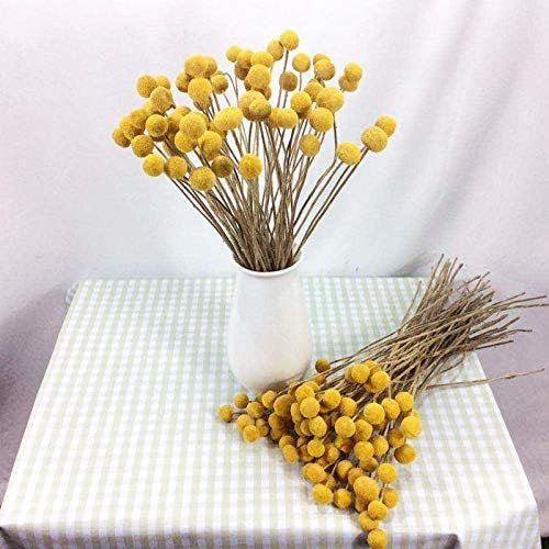 XIZHI 30 tallos de flores secas naturales de Craspedia de 2,5 a 4 cm de diámetro, ramo de bolas de botones amarillos, ramo de flores secas naturales para arreglos florales y decoración del hogar