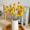 XIZHI 30 tallos de flores secas naturales de Craspedia de 2,5 a 4 cm de diámetro, ramo de bolas de botones amarillos, ramo de flores secas naturales para arreglos florales y decoración del hogar