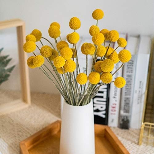 XIZHI 30 tallos de flores secas naturales de Craspedia de 2,5 a 4 cm de diámetro, ramo de bolas de botones amarillos, ramo de flores secas naturales para arreglos florales y decoración del hogar