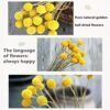 XIZHI 30 tallos de flores secas naturales de Craspedia de 2,5 a 4 cm de diámetro, ramo de bolas de botones amarillos, ramo de flores secas naturales para arreglos florales y decoración del hogar
