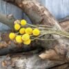 XIZHI 30 tallos de flores secas naturales de Craspedia de 2,5 a 4 cm de diámetro, ramo de bolas de botones amarillos, ramo de flores secas naturales para arreglos florales y decoración del hogar