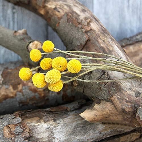 XIZHI 30 tallos de flores secas naturales de Craspedia de 2,5 a 4 cm de diámetro, ramo de bolas de botones amarillos, ramo de flores secas naturales para arreglos florales y decoración del hogar